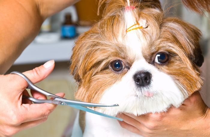 Pet Services