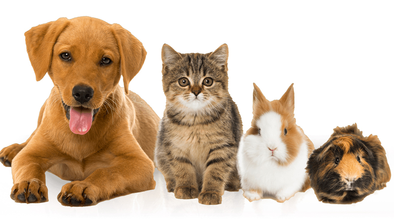 Pets