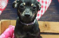 Pet City Houston Inc